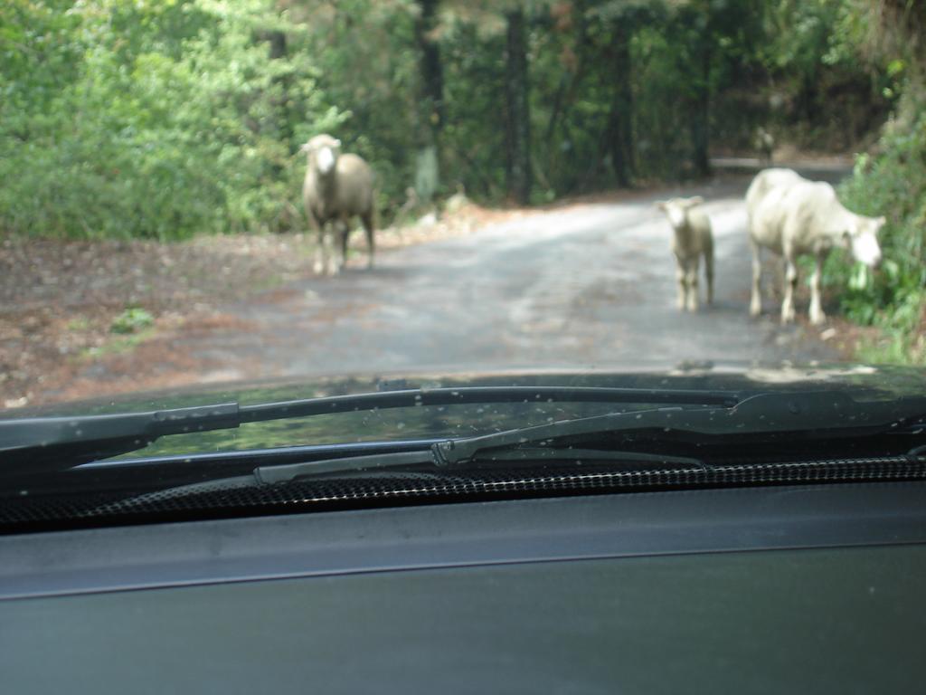 Vila Winlu Vacation Farm Renai Exteriér fotografie